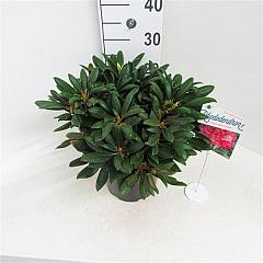 Rhododendron (Y) 'Polaris'