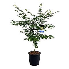 Acer pseudosieboldianum 'Arctic Jade'®