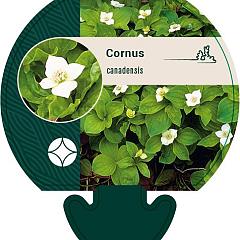 Cornus canadensis