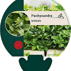 Pachysandra terminalis