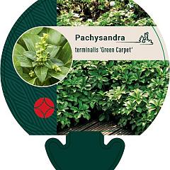 Pachysandra term. 'Green Carpet'