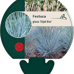 Festuca glauca 'Elijah Blue'