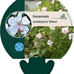 Geranium cantabrig. 'Biokovo'