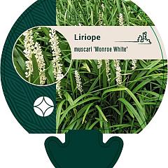 Liriope muscari 'Monroe White'