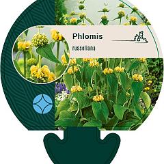 Phlomis russeliana