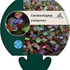 Ceratostigma plumbaginoides