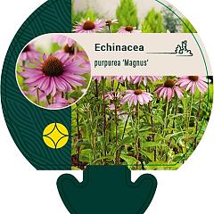 Echinacea purp. 'Magnus'