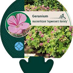 Geranium macr. 'Ingwersen's Var.'