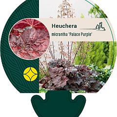 Heuchera mic. 'Palace Purple'