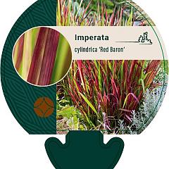 Imperata cylindrica 'Red Baron'