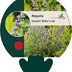 Nepeta 'Walker's Low'