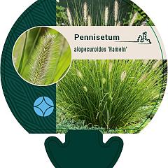 Pennisetum al. 'Hameln'