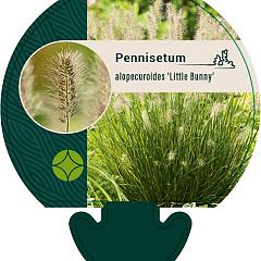 Pennisetum al. 'Little Bunny'