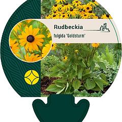 Rudbeckia f. 'Goldsturm'