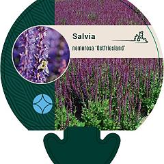 Salvia nemorosa 'Ostfriesland'