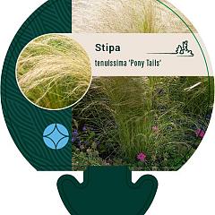 Stipa tenuissima 'Ponytails'