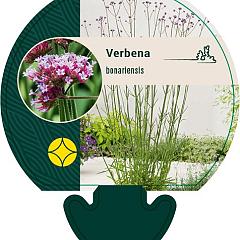 Verbena bonariensis