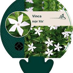 Vinca major 'Alba'