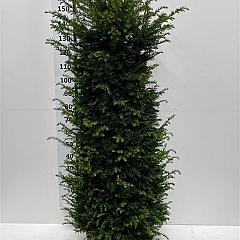 Taxus baccata