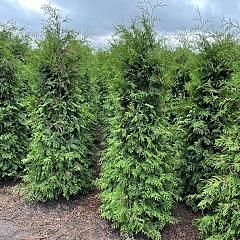 Thuja occ. 'Brabant'