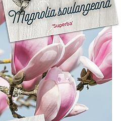 Magnolia soul. 'Superba'