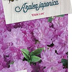 Rhododendron (AJ) 'Elsie Lee'