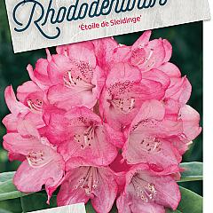 Rhododendron 'Etoile de Sleidinge'