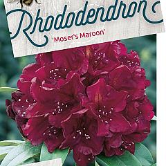 Rhododendron 'Moser's Maroon'
