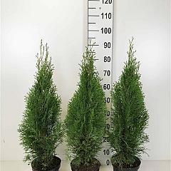 Thuja occ. 'Smaragd'