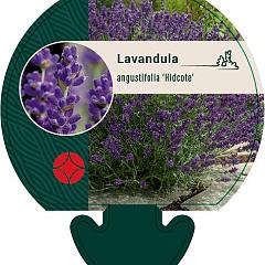 Lavandula ang. 'Hidcote'