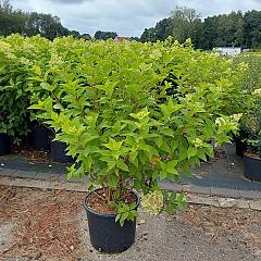 Hydrangea pan. 'Limelight'