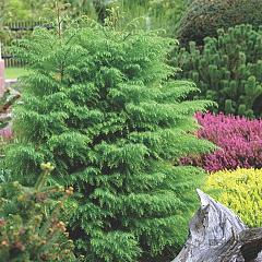 Cryptomeria j. 'Elegans Viridis'