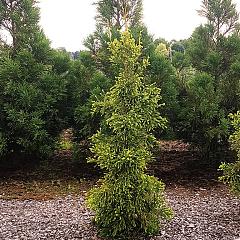 Cryptomeria j. 'Kyara Gold' (R)