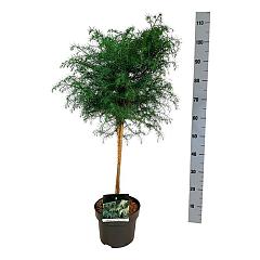 Cryptomeria j. 'Elegans Viridis'