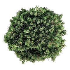 Pinus mugo 'Heideperle'