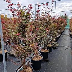 Acer pal. 'Skeeter's Broom'