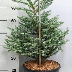 Abies koreana 'Silberstar'