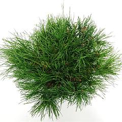 Pinus mugo mugo