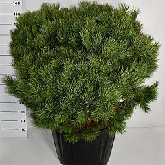 Pinus sylvestris 'Watereri'