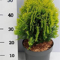 Thuja or. 'Aurea Nana'