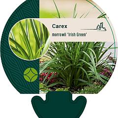 Carex morrowii 'Irish Green'