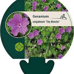 Geranium 'Tiny Monster'