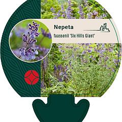 Nepeta 'Six Hills Giant'