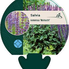 Salvia nemorosa 'Mainacht'