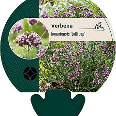 Verbena bon. 'Lollipop'