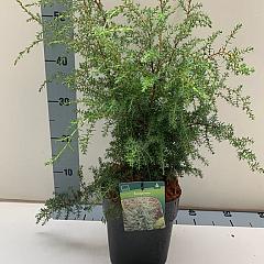 Juniperus comm. 'Suecica'