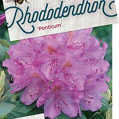 Rhododendron ponticum