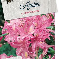 Rhododendron (AV) 'Jolie Madame'