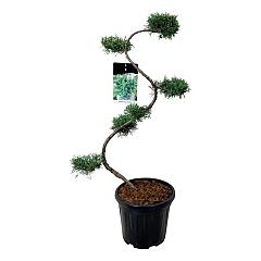 Juniperus virg. 'Grey Owl'