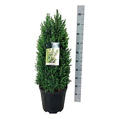 Picea glauca 'Perfecta'